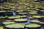 Waterlelies in Pampelmousse Garden.jpg